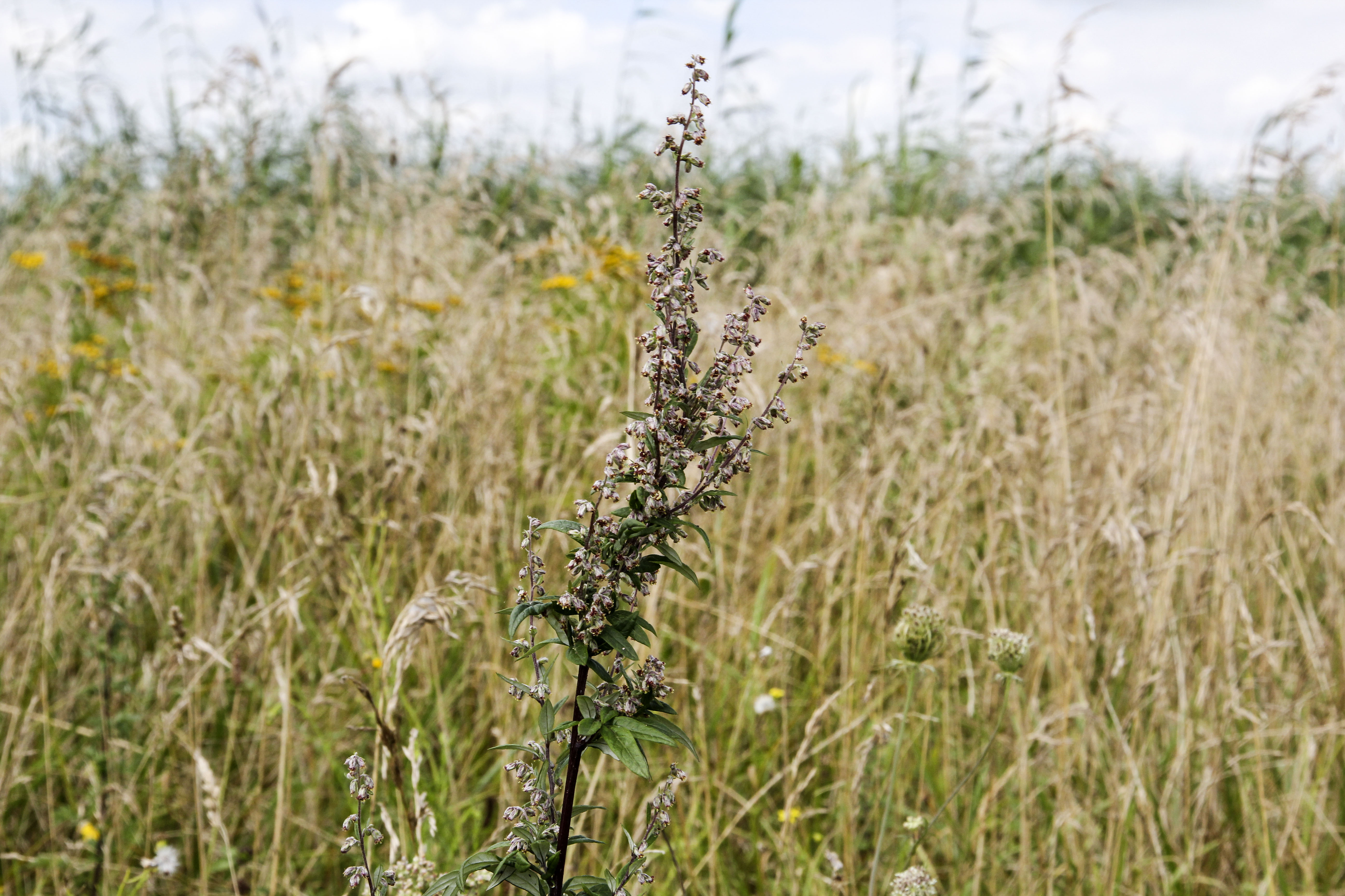 Welke ganzevoet? zou dit zijn?